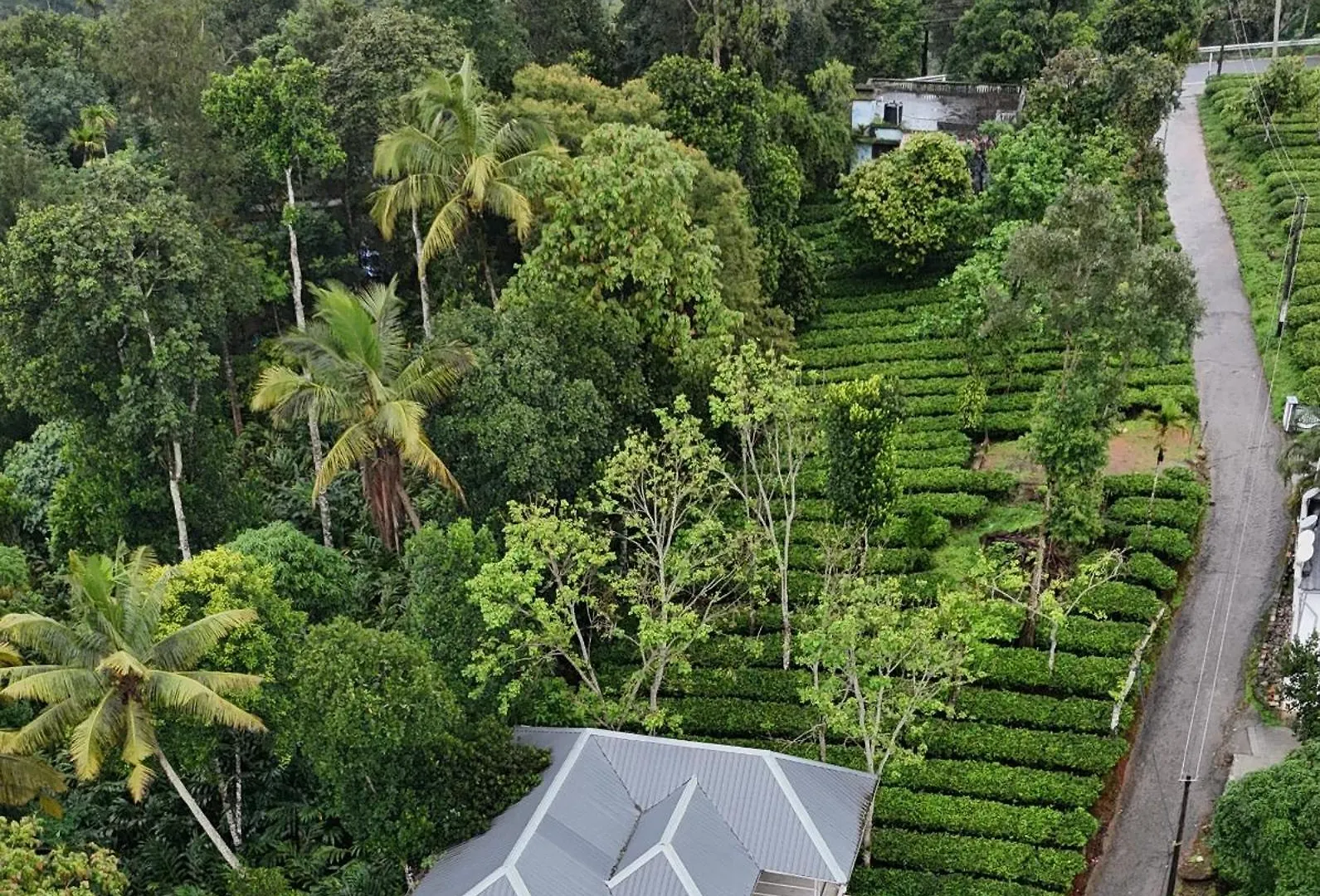 Homestay Tea Haze Cottage In Munnar India